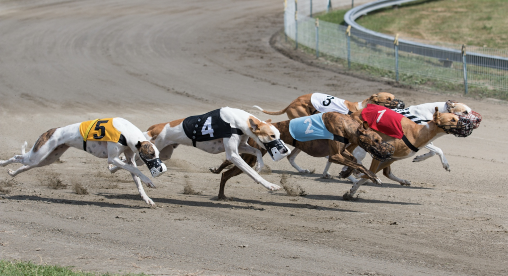 Sistema Yankee in corse di levrieri scommesse sportive